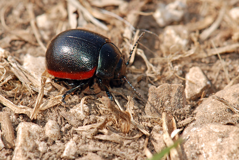 Chrysolina fimbrialis